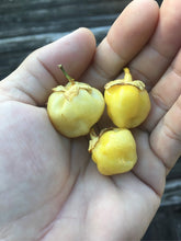 Load image into Gallery viewer, Purplegum Red (Pepper Seeds)