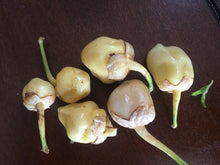Load image into Gallery viewer, 7 Pot Bubblegum Yellow/Cream (Pepper Seeds)