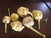 Load image into Gallery viewer, 7 Pot Bubblegum White (Pepper Seeds)