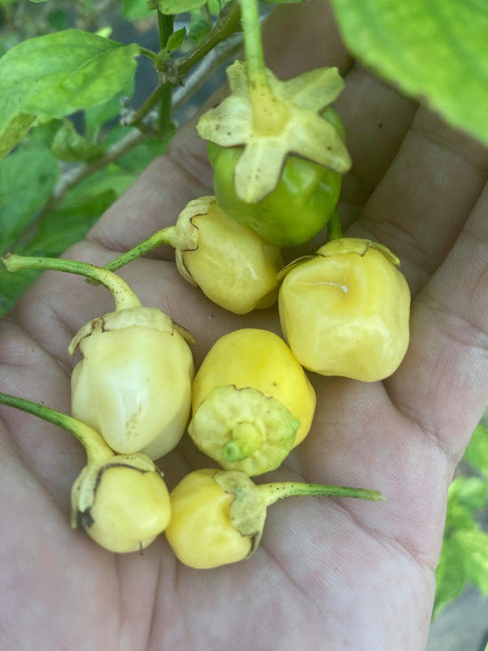 7 pot bubblegum plant 7 Pot Bubblegum Yellow/Cream (Pepper Seeds) – Towns-End Chili & Spice