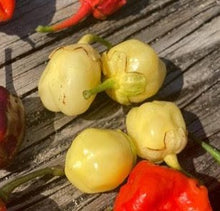 Load image into Gallery viewer, 7 Pot Bubblegum Yellow/Cream (Pepper Seeds)