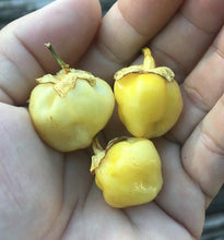 Load image into Gallery viewer, 7 Pot Bubblegum Yellow/Cream (Pepper Seeds)