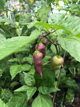 Load image into Gallery viewer, Bhut Jolokia Purple/Red "Purple Ghost" (Pepper Seeds)