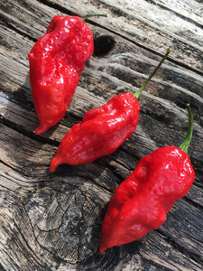 "Ghost" Bhut Jolokia Red (Pepper Seeds)