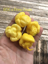Load image into Gallery viewer, “Creamo” BOC X Primo (Cream) Pepper Seeds