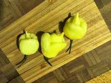 Load image into Gallery viewer, “Creamo” BOC X Primo (Cream) Pepper Seeds