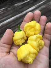 Load image into Gallery viewer, “Creamo” BOC X Primo (Cream) Pepper Seeds