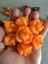 Load image into Gallery viewer, “Orange Creamo” (BOC X Primo Orange)(Pepper Seeds)