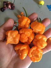 Load image into Gallery viewer, “Orange Creamo” (BOC X Primo Orange)(Pepper Seeds)