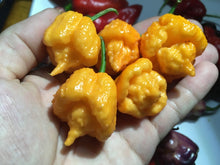 Load image into Gallery viewer, “Orange Creamo” (BOC X Primo Orange)(Pepper Seeds)
