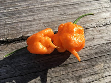 Load image into Gallery viewer, “Orange Creamo” (BOC X Primo Orange)(Pepper Seeds)