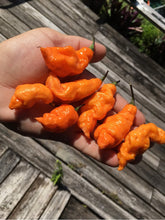 Load image into Gallery viewer, “Repossession” (BOC Reaper OG1)(Pepper Seeds)