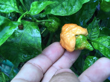 Load image into Gallery viewer, “Repo Man” (BOC X Reaper OG2)(Pepper Seeds)