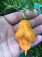 Load image into Gallery viewer, “Repo Man” (BOC X Reaper OG2)(Pepper Seeds)