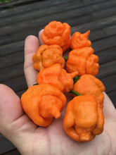 Load image into Gallery viewer, “Repo Mang” (BOC X Reaper OG3) (Pepper Seeds)