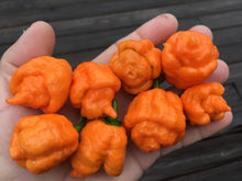 Load image into Gallery viewer, “Repo Mang” (BOC X Reaper OG3) (Pepper Seeds)