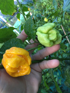 Big Sun Yellow  Habanero X Jigsaw (Yellow)(Pepper Seeds)