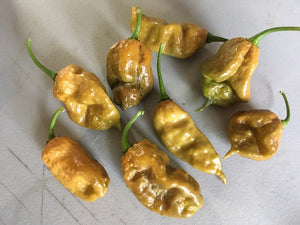 ButterScotch GhostScorpion T-E (Pepper Seeds)t