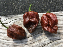 Load image into Gallery viewer, 7 Pot Chaguanas Chocolate (Pepper Seeds)