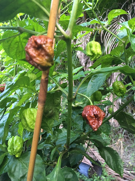 7 Pot Chaguanas Chocolate (Pepper Seeds) – Towns-End Chili & Spice