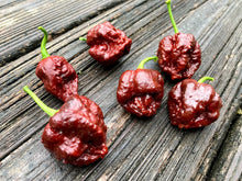 Load image into Gallery viewer, 7 Pot Chaguanas Chocolate (Pepper Seeds)