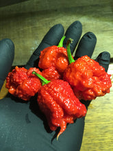 Load image into Gallery viewer, SuperHot Collection (Pepper Seeds)