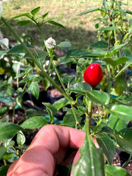 planting chiltepin seeds Chiltepin Red (Pepper Seeds)
