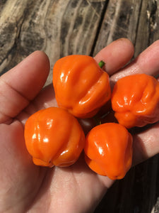 Aji Dulce Orange (Pepper Seeds)