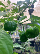 Load image into Gallery viewer, Habanero Chocolate (Pepper Seeds)