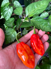 Load image into Gallery viewer, Red Horizon (Pepper Seeds)