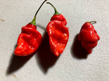 Load image into Gallery viewer, Red Horizon (Pepper Seeds)