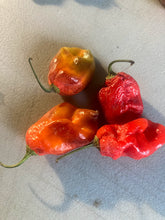 Load image into Gallery viewer, Red Horizon (Pepper Seeds)