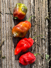 Load image into Gallery viewer, Red Horizon (Pepper Seeds)