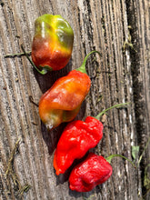 Load image into Gallery viewer, Red Horizon (Pepper Seeds)