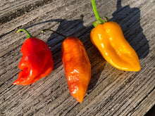 Load image into Gallery viewer, Red Horizon (Pepper Seeds)