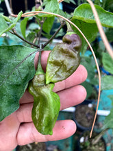 Load image into Gallery viewer, Red Horizon (Pepper Seeds)