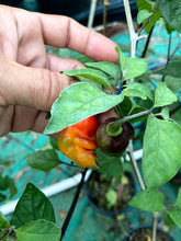 Load image into Gallery viewer, Red Horizon (Pepper Seeds)
