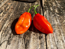 Load image into Gallery viewer, Red Horizon (Pepper Seeds)