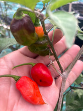 Load image into Gallery viewer, Red Horizon (Pepper Seeds)