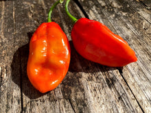 Load image into Gallery viewer, Red Horizon (Pepper Seeds)