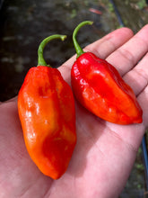 Load image into Gallery viewer, Red Horizon (Pepper Seeds)