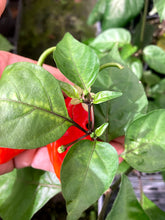 Load image into Gallery viewer, Red Horizon (Pepper Seeds)