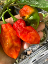 Load image into Gallery viewer, Red Horizon (Pepper Seeds)