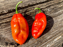 Load image into Gallery viewer, Red Horizon (Pepper Seeds)