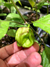 Load image into Gallery viewer, Wicked Horizon (Limited)(Pepper Seeds)