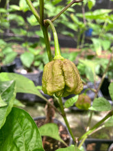 Load image into Gallery viewer, Wicked Horizon (Limited)(Pepper Seeds)