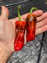 Load image into Gallery viewer, Bryan’s Blood (Fieri)(Pepper Seeds)