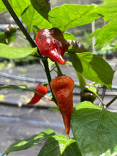Load image into Gallery viewer, PJ Ored Ice (Pepper Seeds) (Limited)