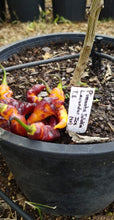 Load image into Gallery viewer, PJ Long Ice (Pepper Seeds)
