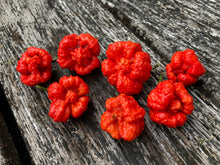 Load image into Gallery viewer, Trinidad Moruga Scorpion (Blend) (Pepper Seeds)